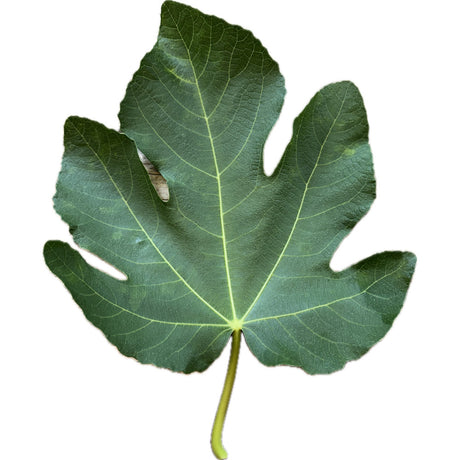 Blaveta Campos Fig Leaf