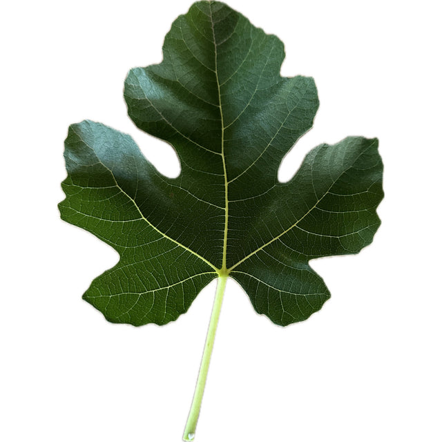 Blue Celeste Fig Leaf