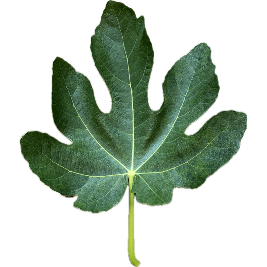 Blue Princess Fig Leaf