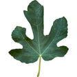 Bordissot Blanca Rimada Fig Leaf