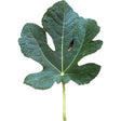 Bordissot Blanca Negra Fig Leaf