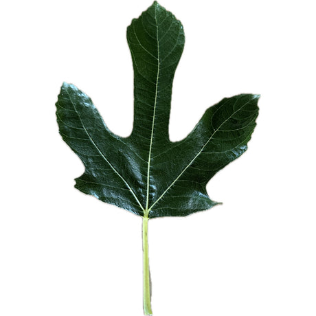 Boscorosso Fig Leaf