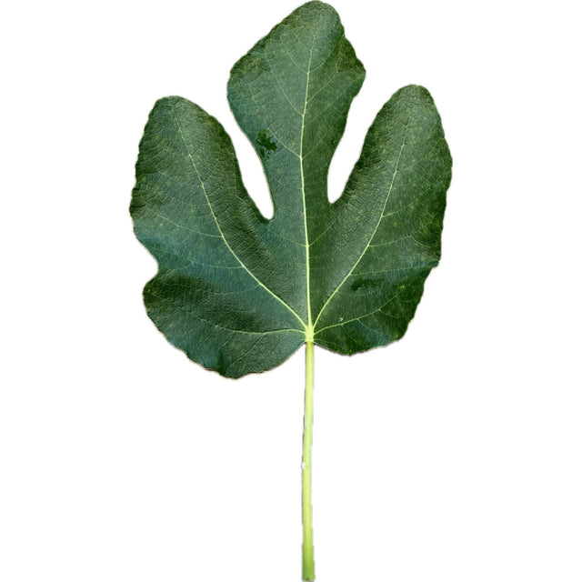 Bourjasotte Grise Fig Leaf