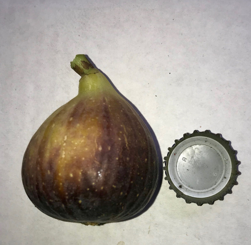 Bourjasotte Grise Fig Whole Fruit