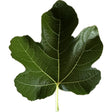 Brooklyn Dark Fig Leaf