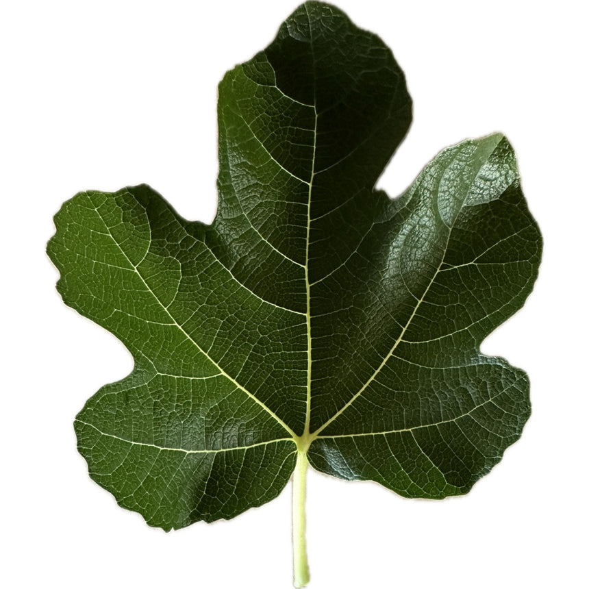 Brooklyn Dark Fig Leaf