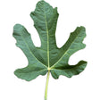 Brooklyn White Fig Leaf