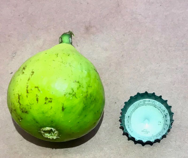 Brooklyn White Fig Whole Fruit