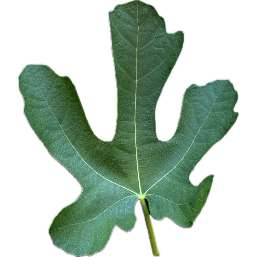 Brown Sugar Crunch Fig Leaf