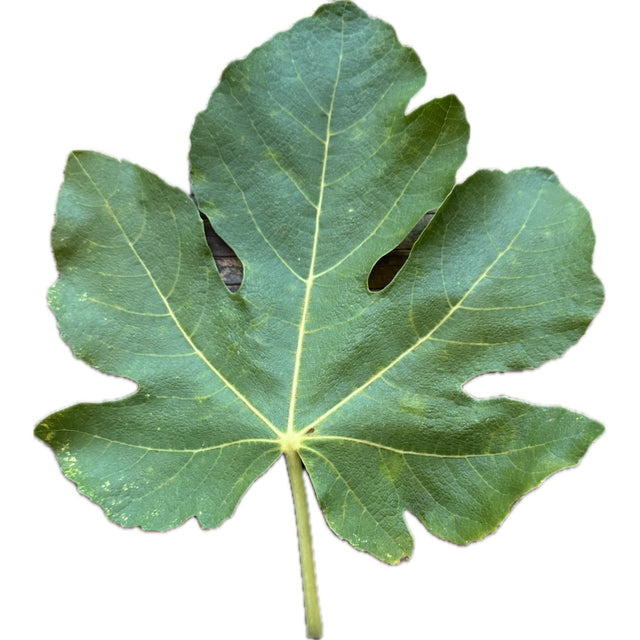 Col De Dame Blanc Fig Leaf