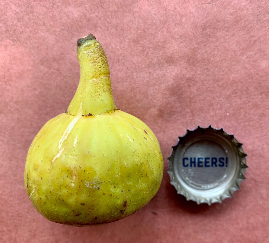 Col de Dame Bordissontenca Fig Whole Fruit