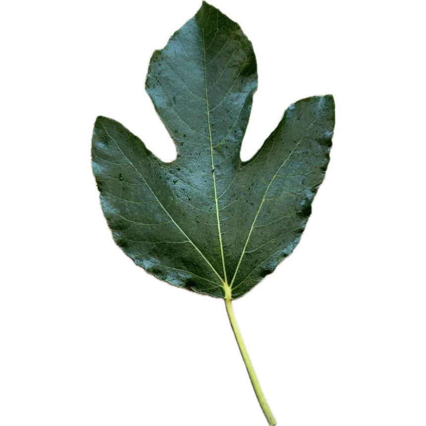 Col De Dame Cuitat Fig Leaf