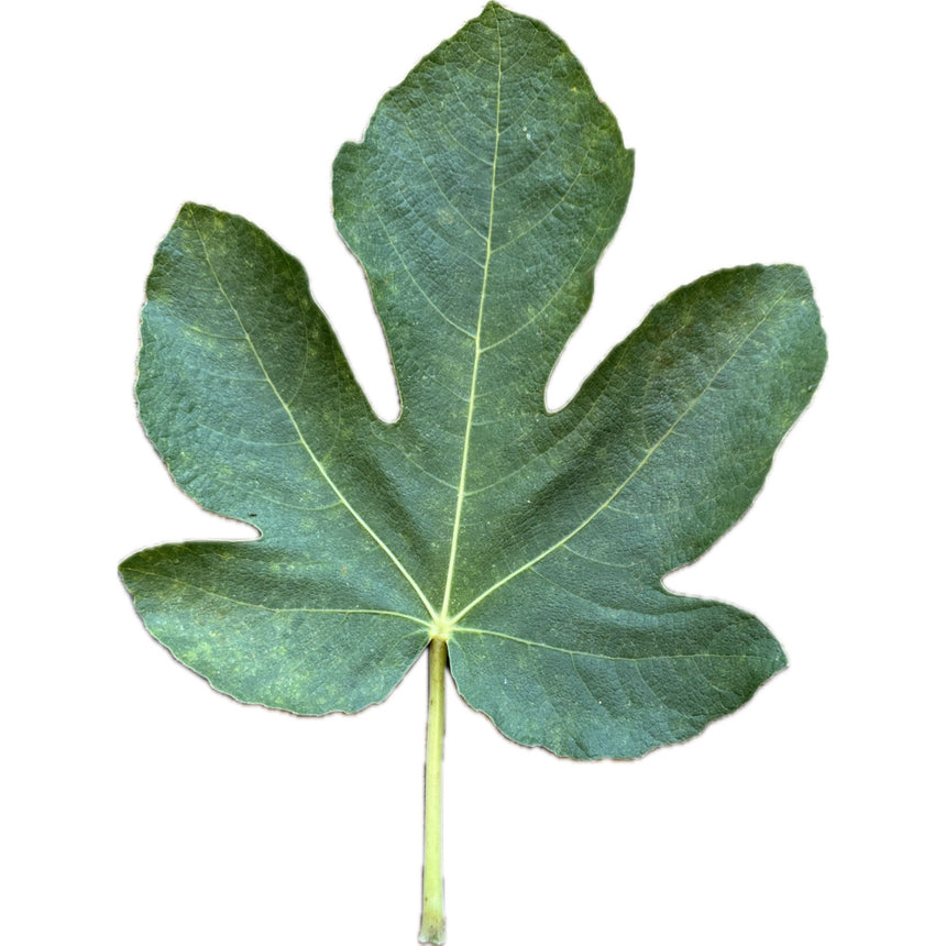 Col De Dame Gegantina Fig Leaf