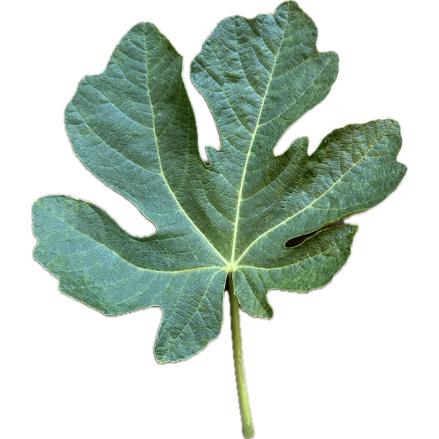 Col De Dame Grise Fig Leaf