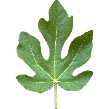 Col De Dame Rimada Fig Leaf