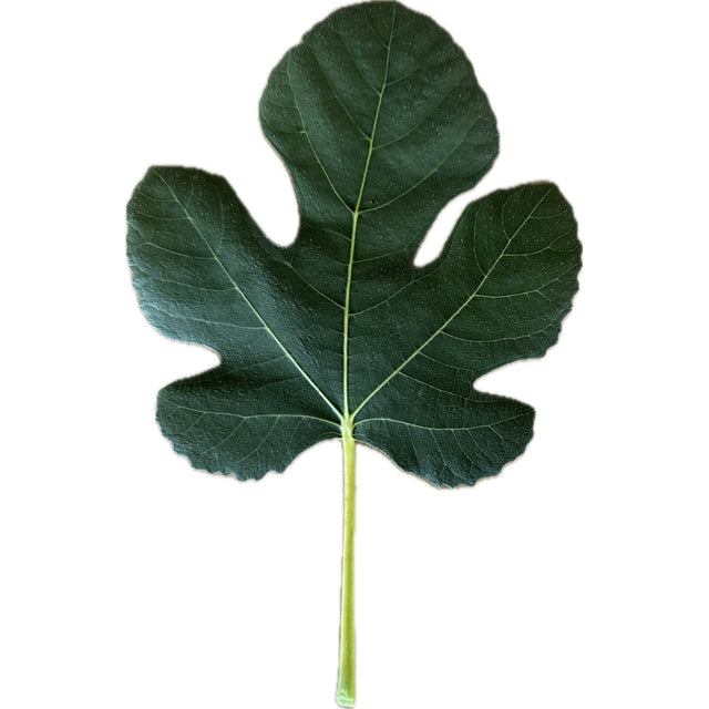 Campaniere Fig Leaf