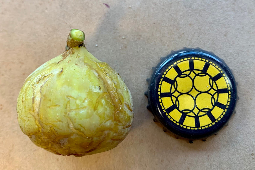 Campaniere Fig Whole Fruit