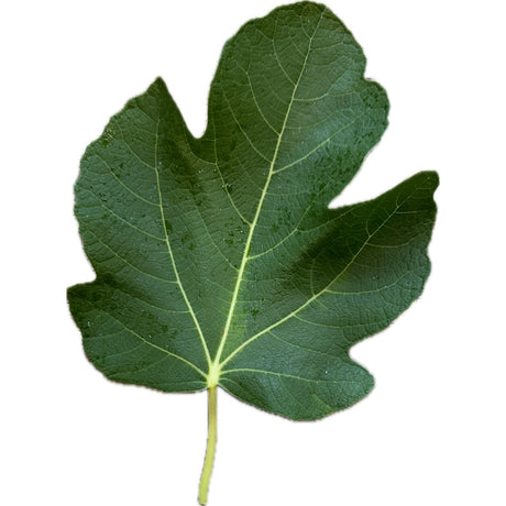Capoll Curt Negra Fig Leaf