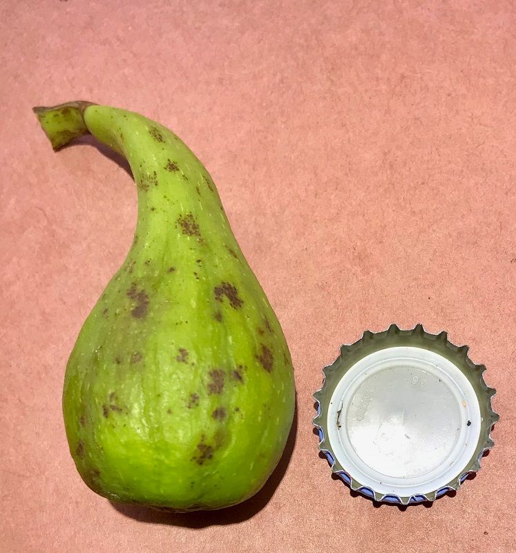 Capoll Curt Negra Fig Whole Fruit