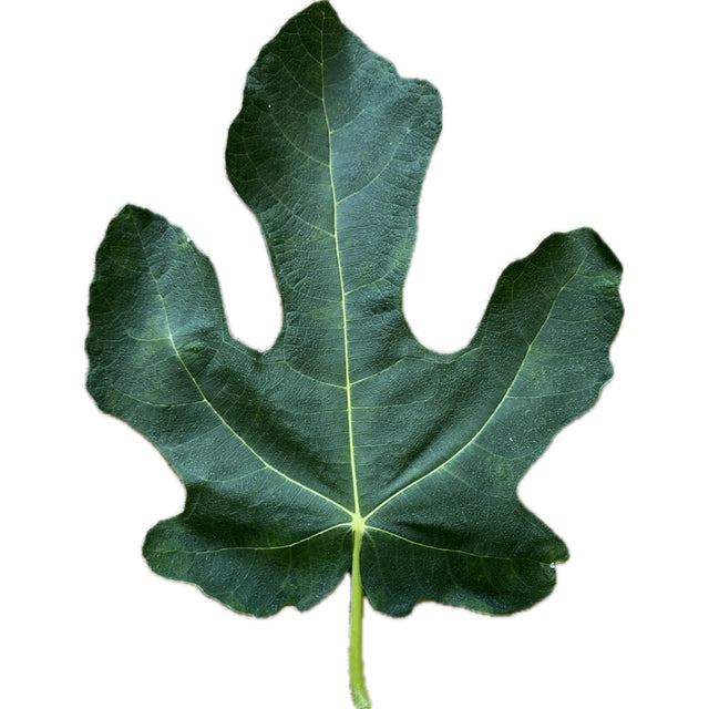 Caralheto Fig Leaf