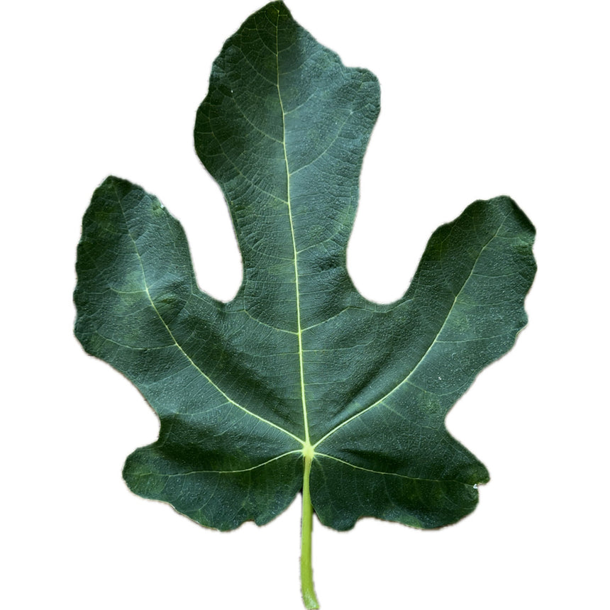 Caralheto Fig Leaf