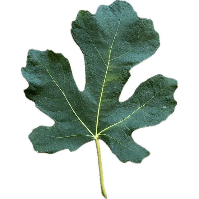 Cardenillo Fig Leaf