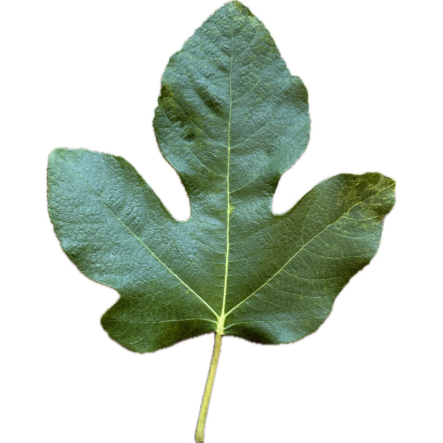 Carlina Negra Fig Leaf