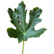 Carmelitana Fig Leaf