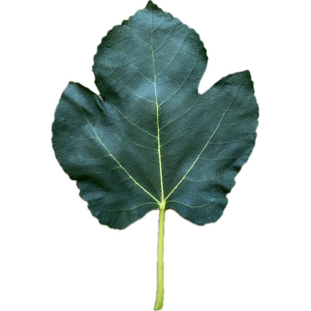 Casette Fig Leaf