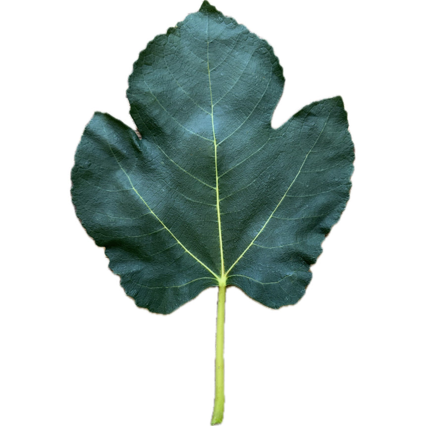 Casette Fig Leaf