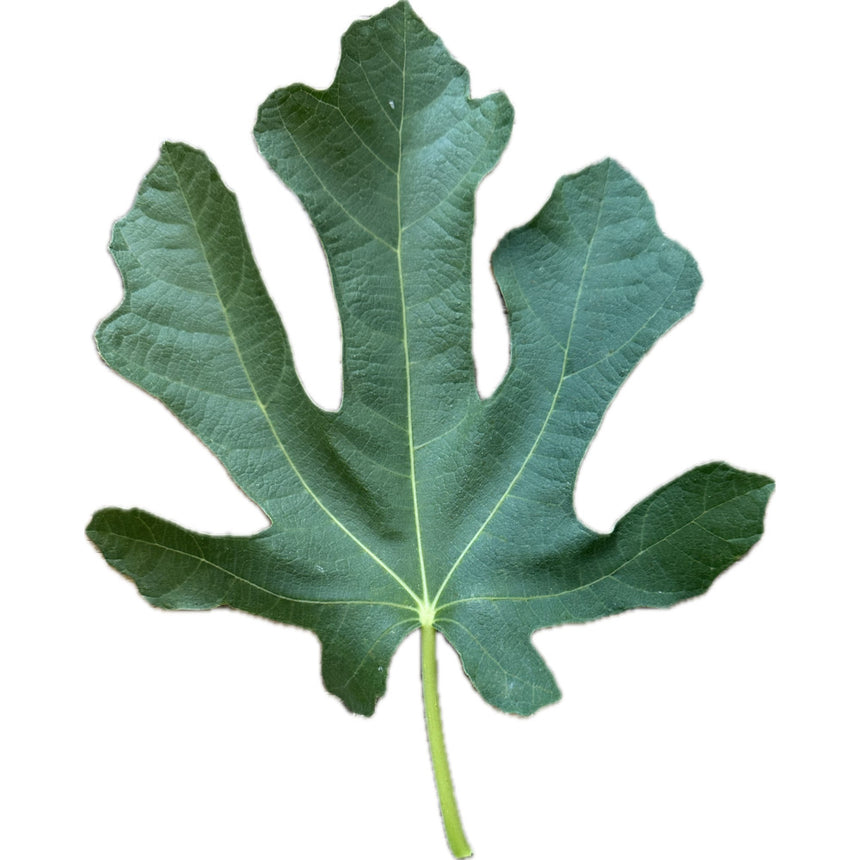 Castagnat Fig Leaf