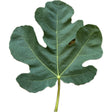 Constans Fig Leaf