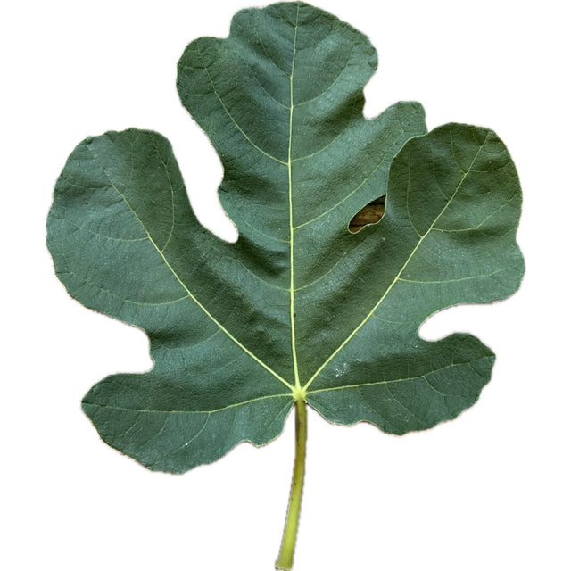 Constans Fig Leaf