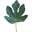 Cotio Verdeal Fig Leaf