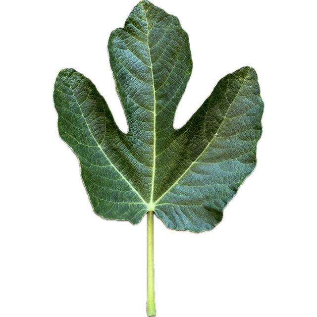 Craven's Craving Fig Leaf