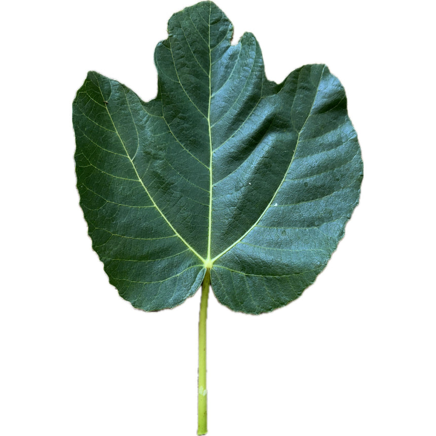 Crosne Fig Leaf
