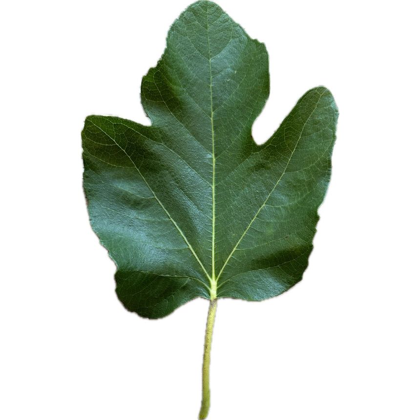 Cul Noir Fig Leaf