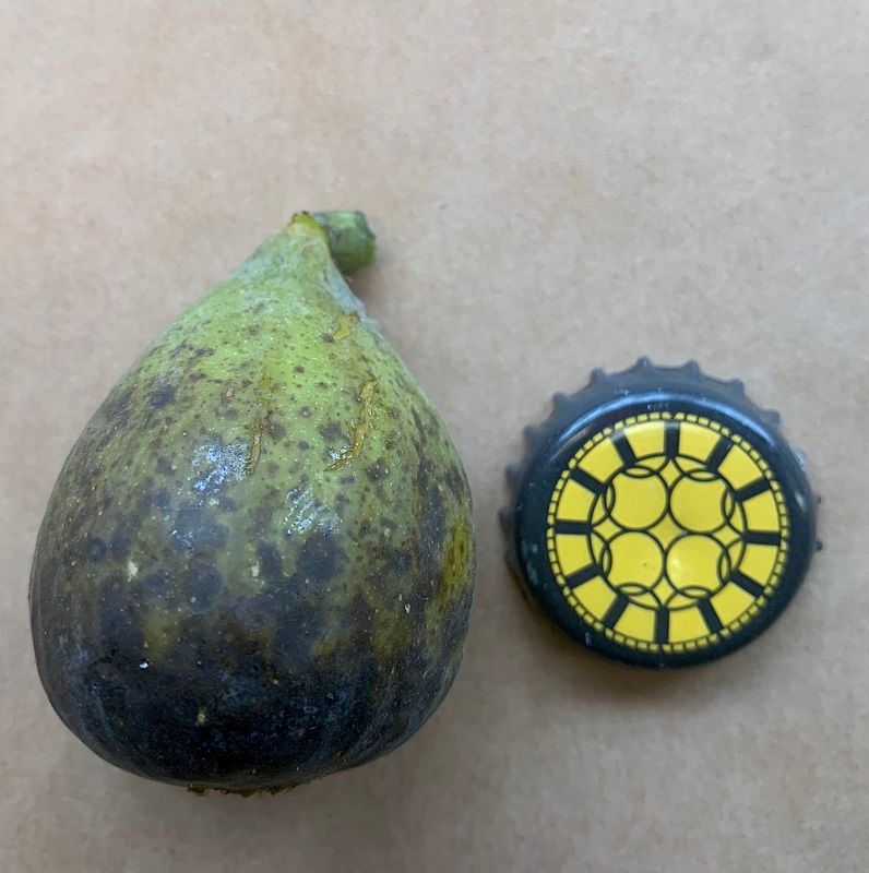 Cul Noir Fig Whole Fruit