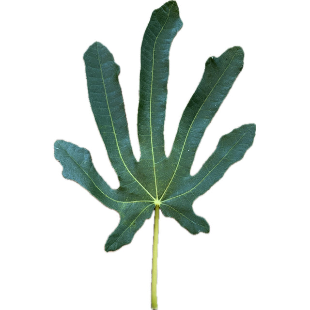 Cuore di Bue Fig Leaf