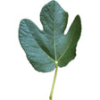Curio De Bou Fig Leaf