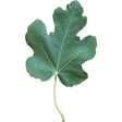 Dan's BB10 Fig Leaf