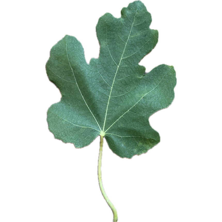 Dan's BB10 Fig Leaf