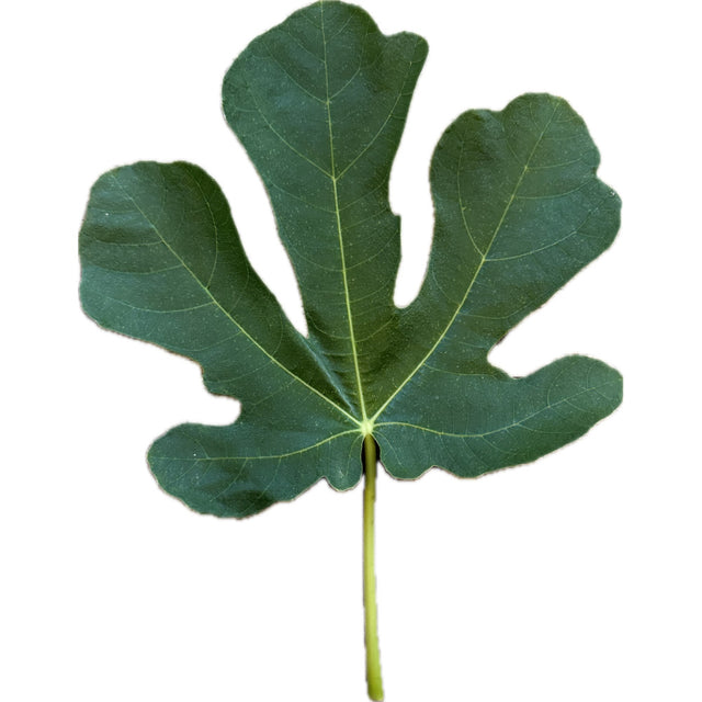 Deanna Fig Leaf