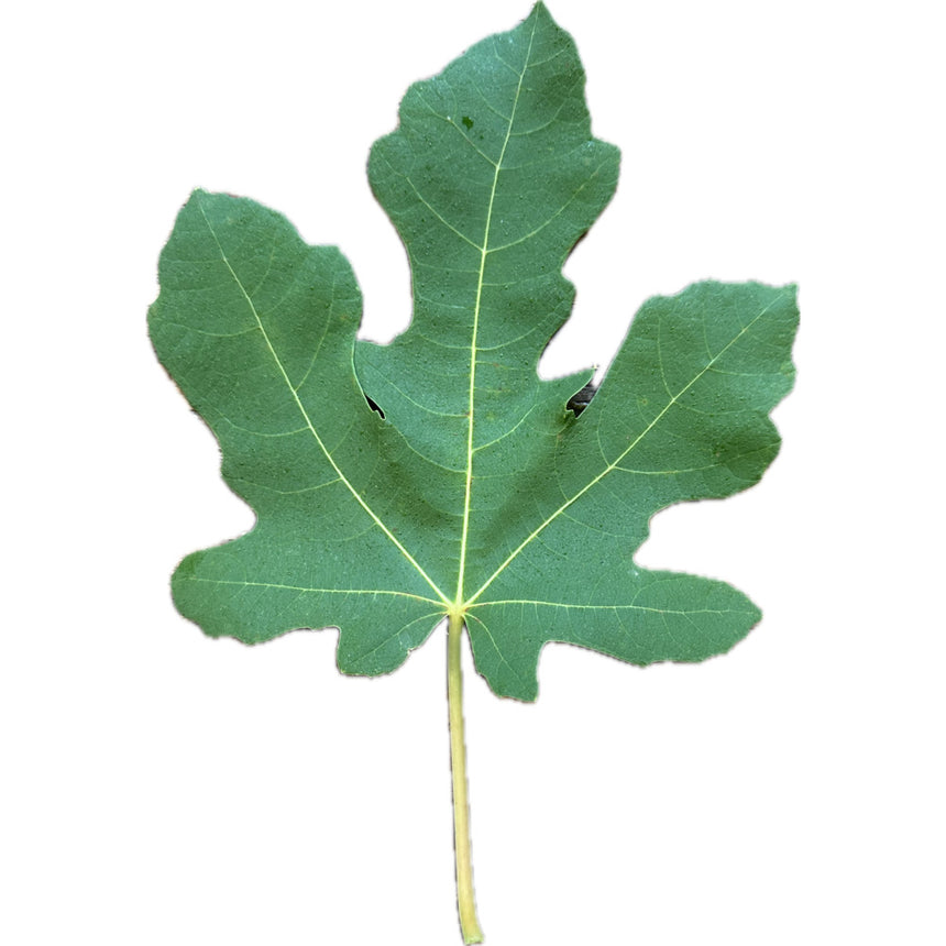 De La Roca Fig Leaf