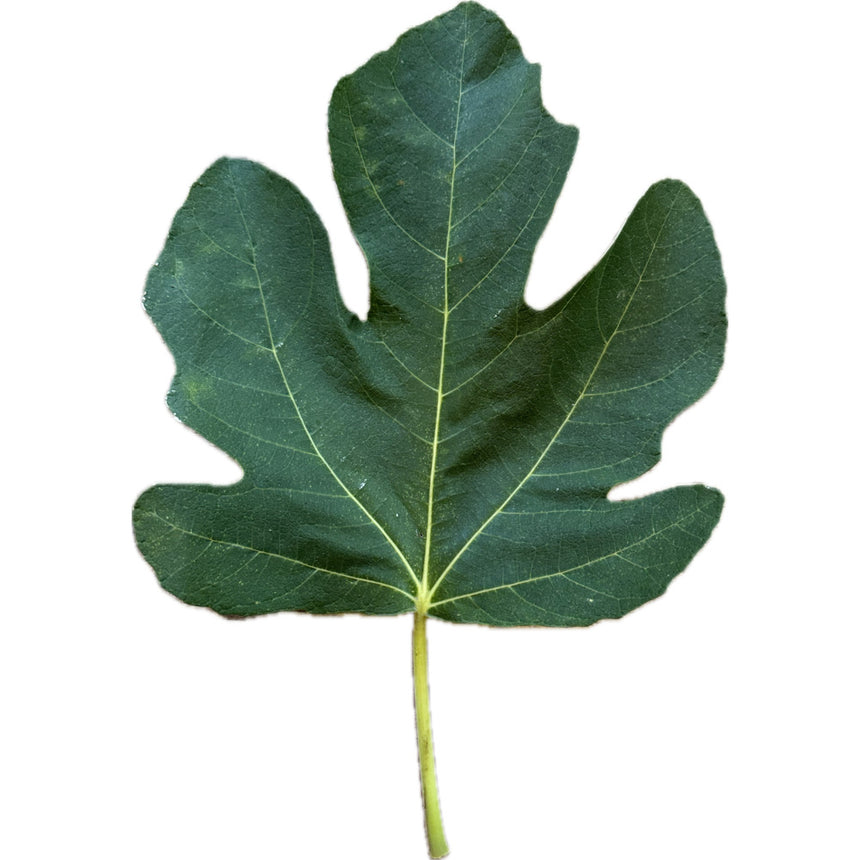 Desert King Fig Leaf