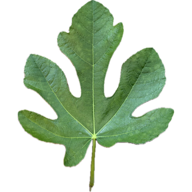 Dr Gowaty Fig Leaf