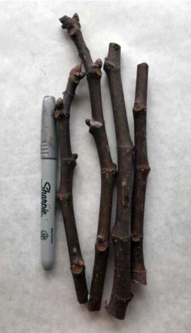 Ehmari Nonrooted Fig Cutting