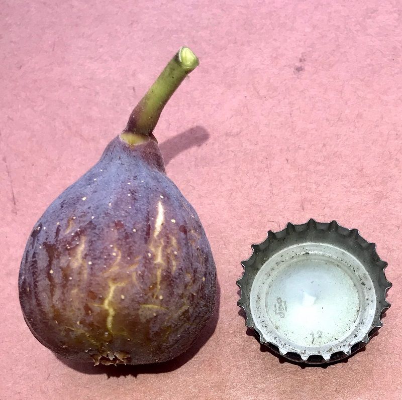 Elgas Austrian Village Fig Whole Fruit