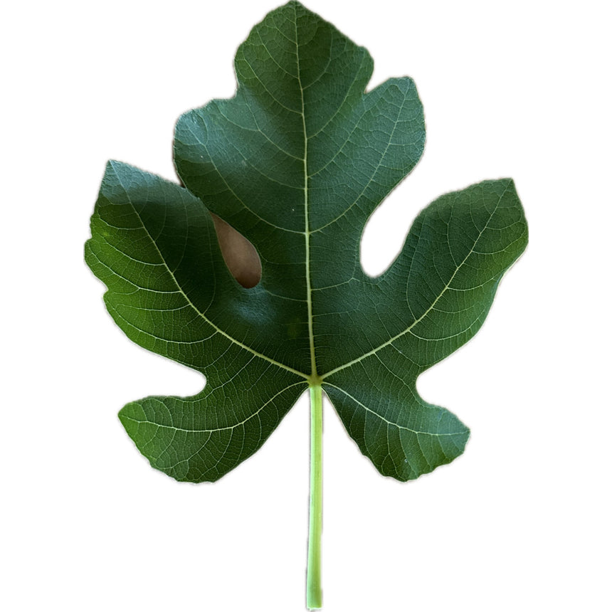 Elga's Austrian Village Fig Leaf