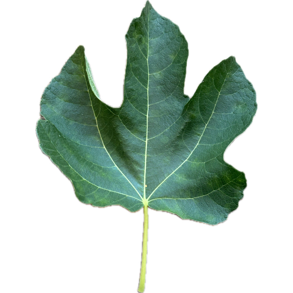 Exquisito Fig – Kremp Florist